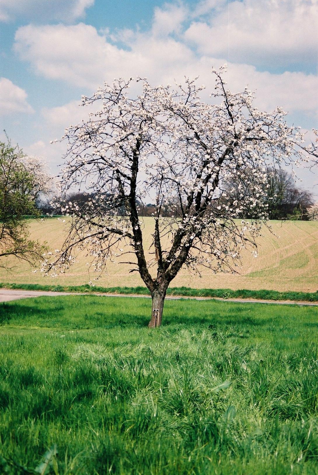 Lucienkirsche