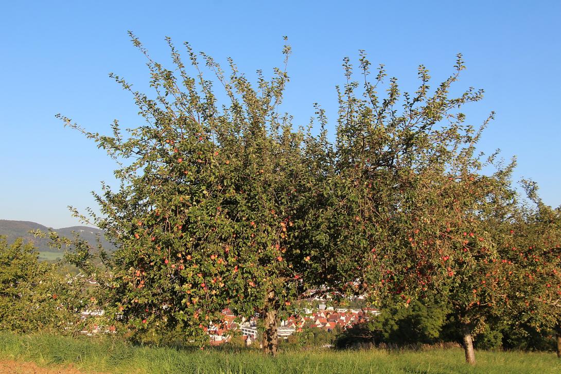 Baum im Laub