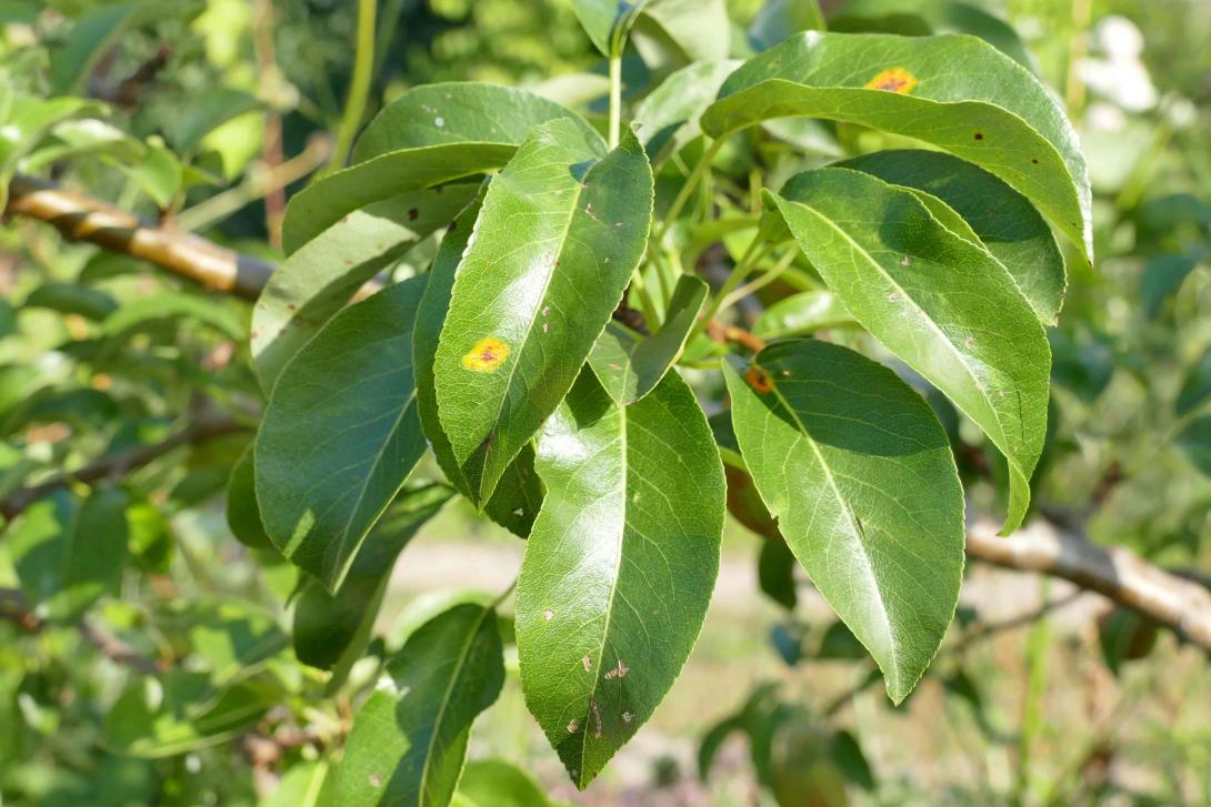 Marie Louise d`Uccle