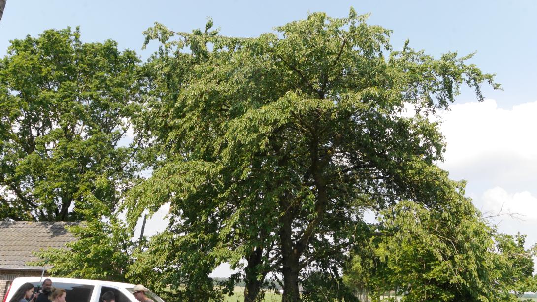 'Meckenheimer Frühe' Baum