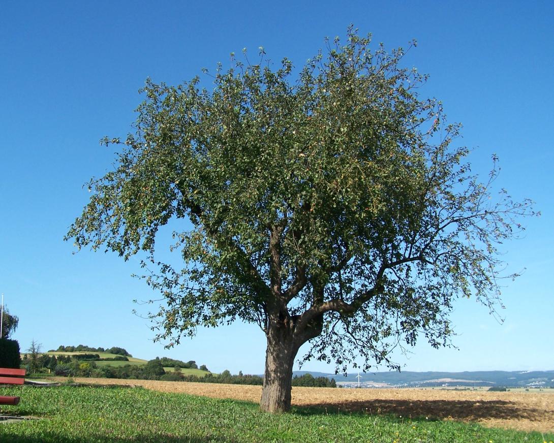 Mensfelder Glanzrenette, Baum im Laub