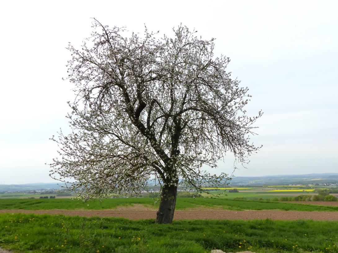 Mensfelder Glanzrenette, Baum in Blüte
