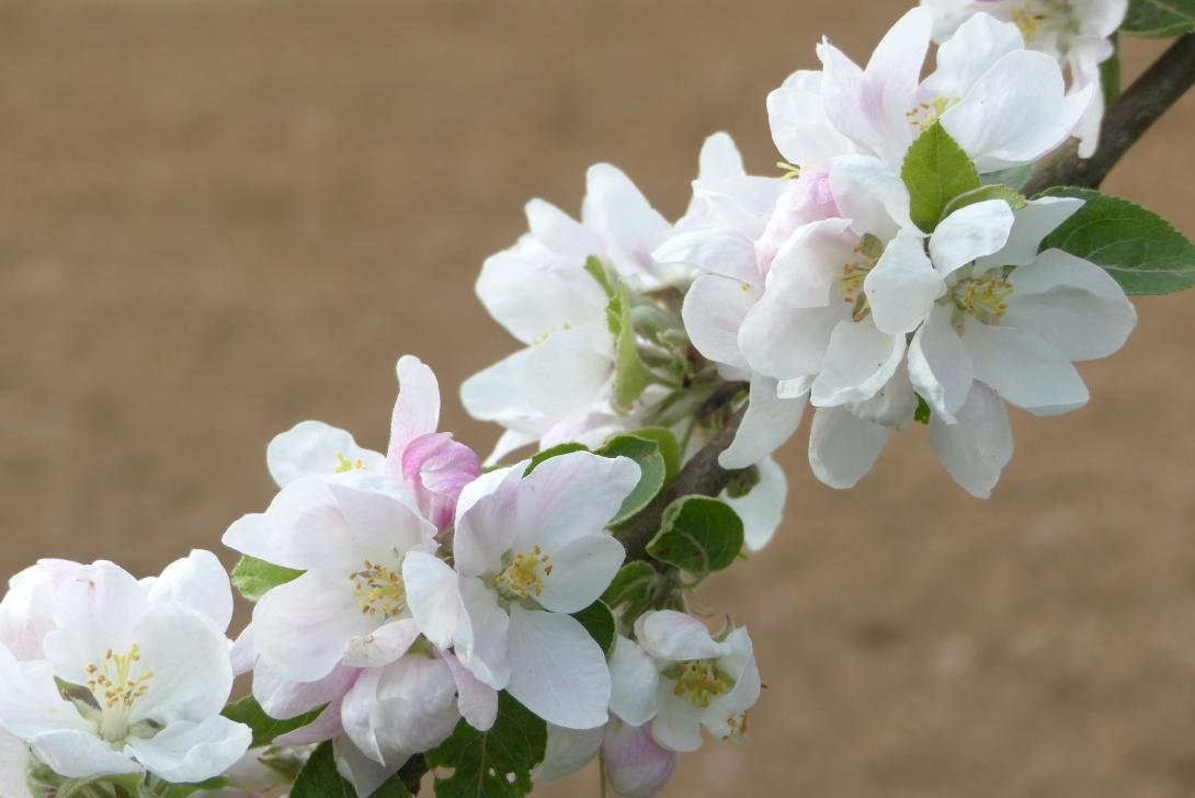 Mensfelder Glanzrenette, Blüte