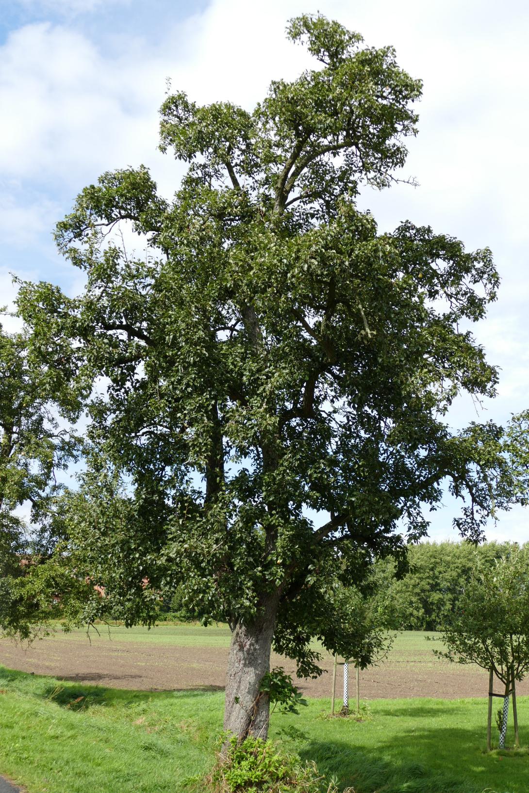 Sommer Bürgermeisterbirne