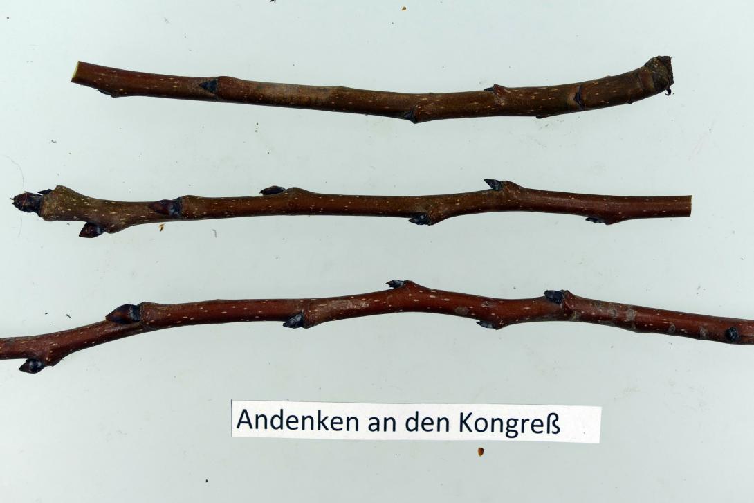 Andenken an den Kongreß