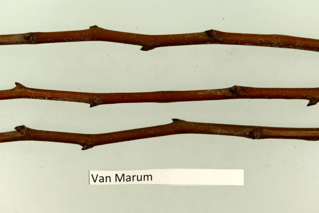 Van Marums Flaschenbirne