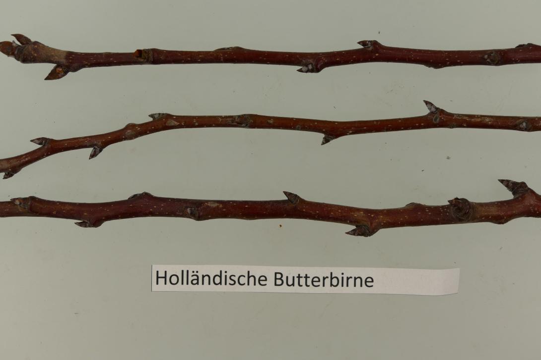 Holländische Butterbirne