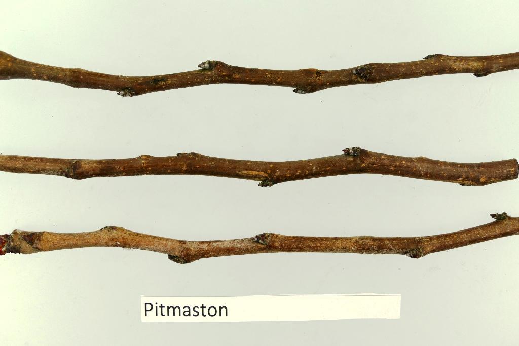 Pitmaston