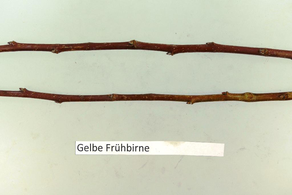 Gelbe Frühbirne