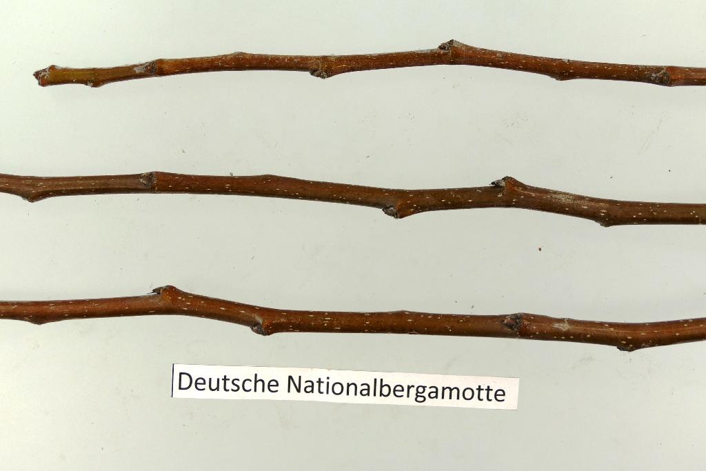 Deutsche Nationalbergamotte