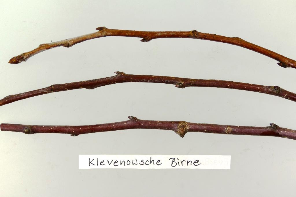 Klevenowsche Birne