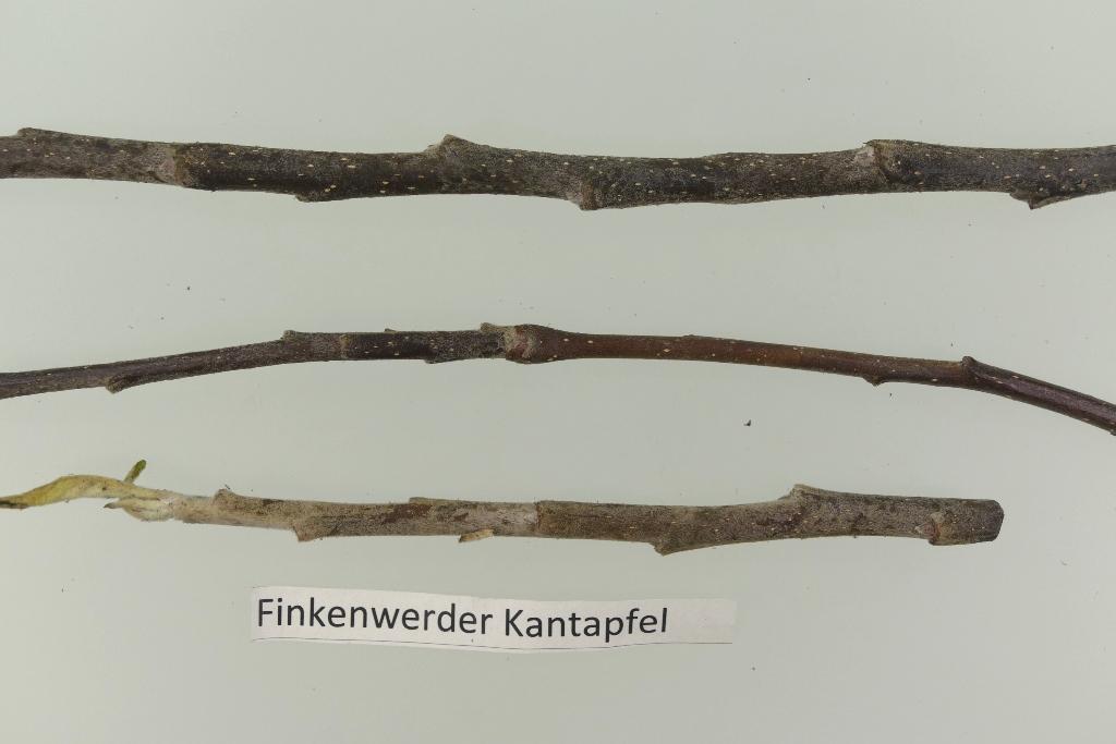 Finkenwerder Kantapfel