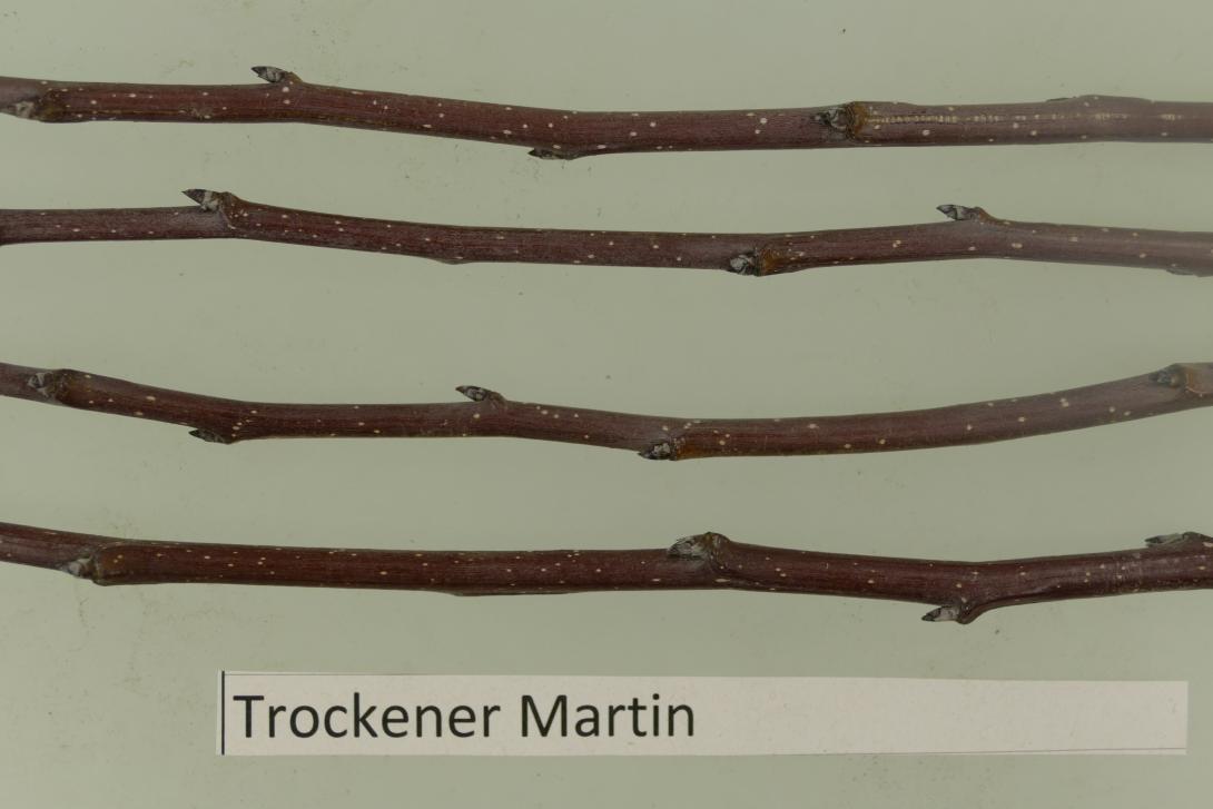 Trockener Martin