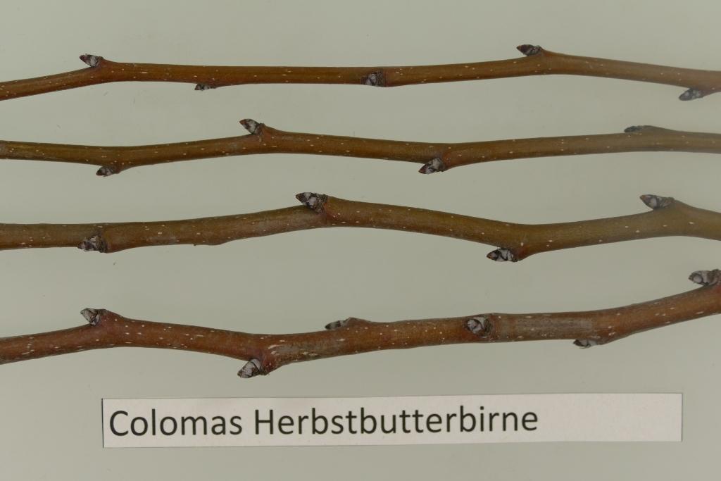 Colomas Herbstbutterbirne