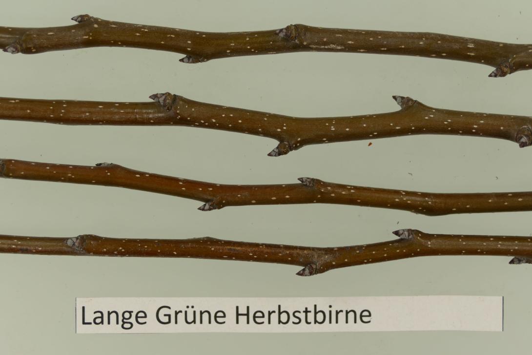 Lange Grüne Herbstbirne