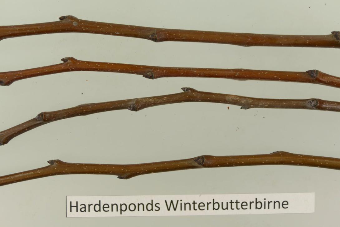 Hardenponts Winterbutterbirne