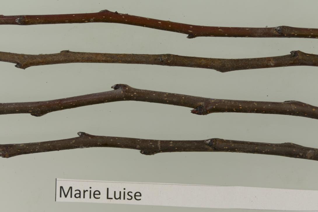 Marie Louise d`Uccle