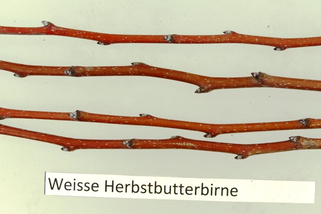 Weiße Herbstbutterbirne