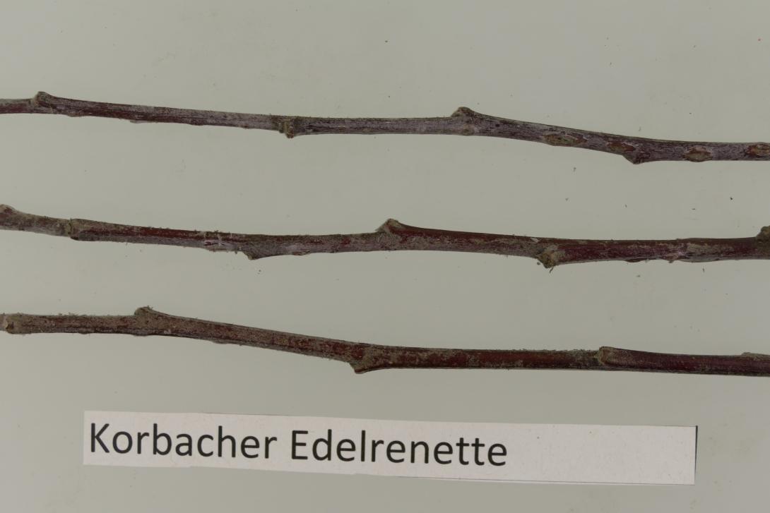 Korbacher Edelrenette