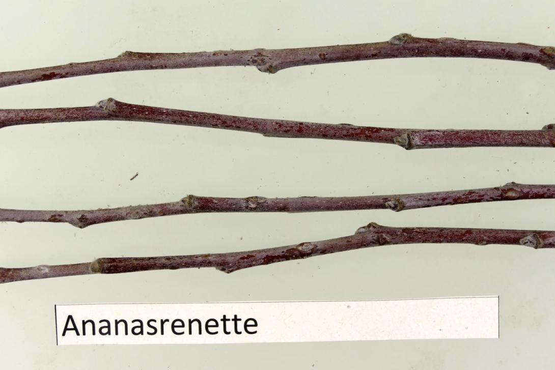 Ananasrenette