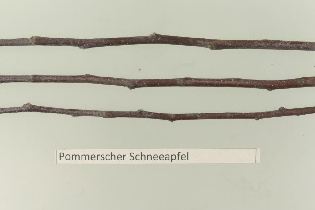 Pommerscher Schneeapfel
