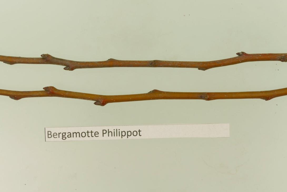 Bergamotte Philippot Bergamotte Philippot