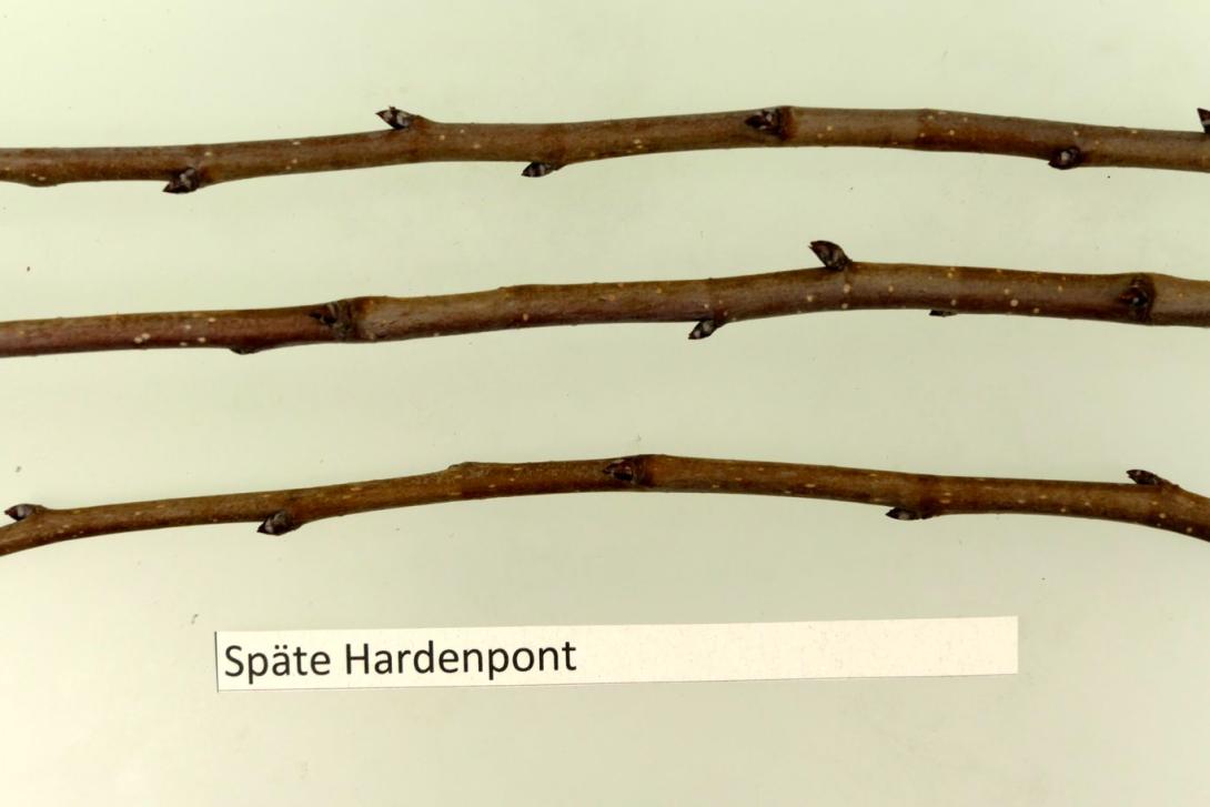 Späte Hardenpont