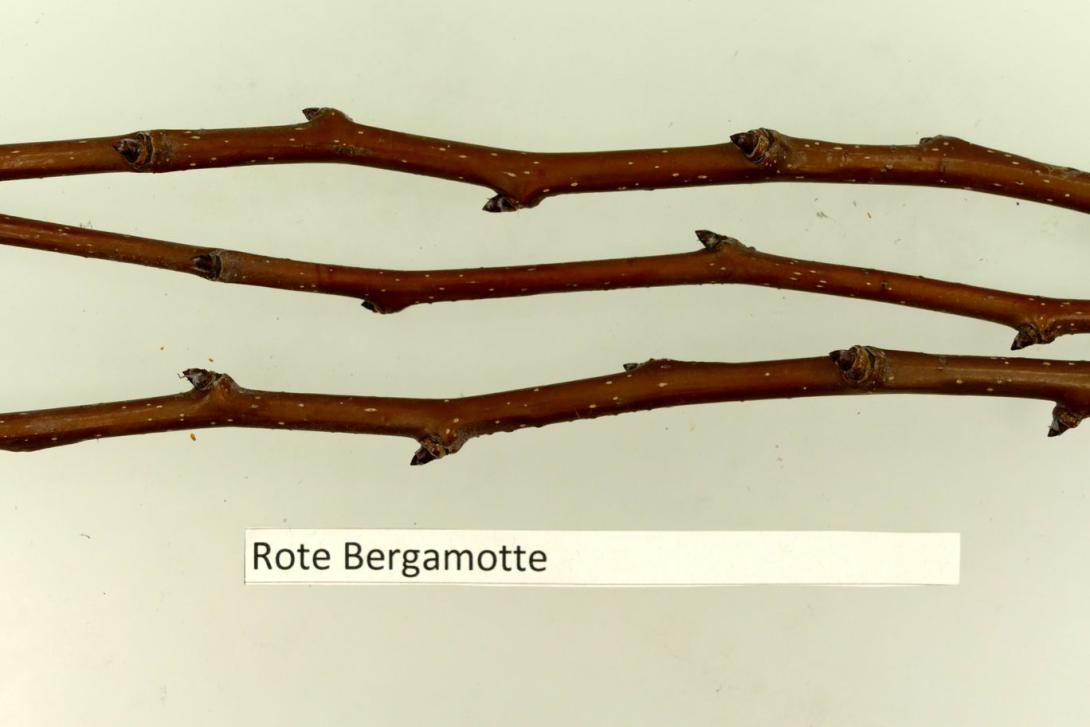 Rote Bergamotte