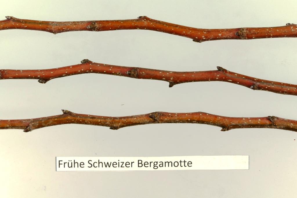 Frühe Schweizer Bergamotte