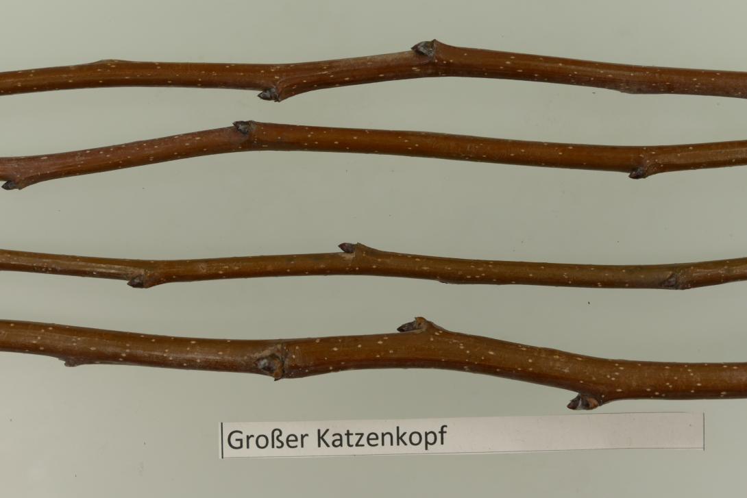 Grosser Französischer Katzenkopf