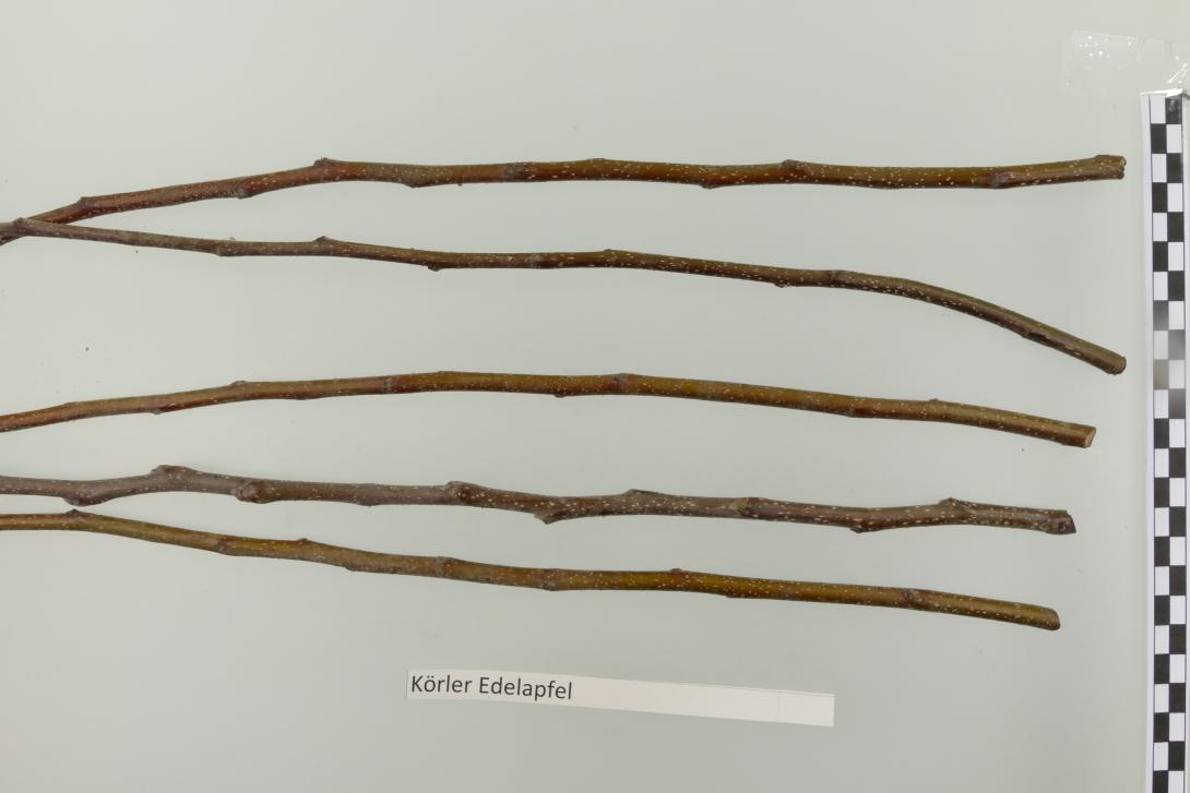 Körler Edelapfel