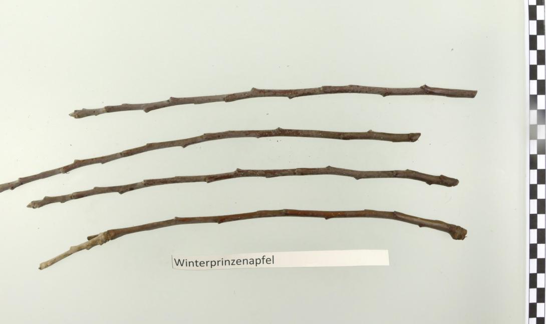 Winterprinzenapfel