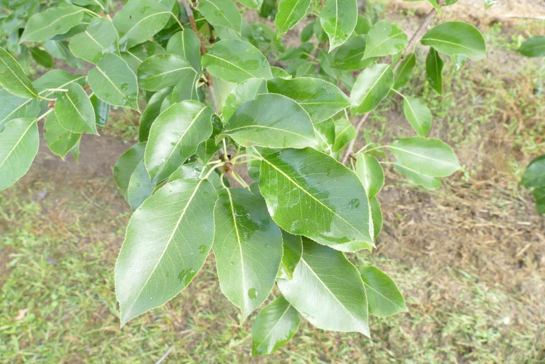 Moritzburger Bergamotte