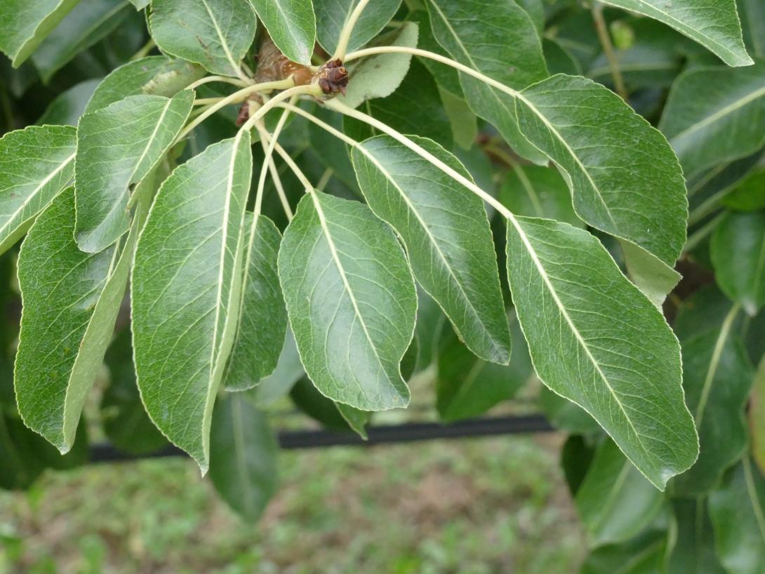 Andenken an den Kongreß