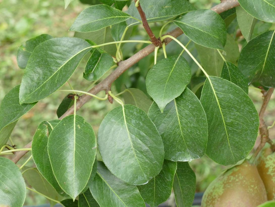 Holzfarbige Butterbirne