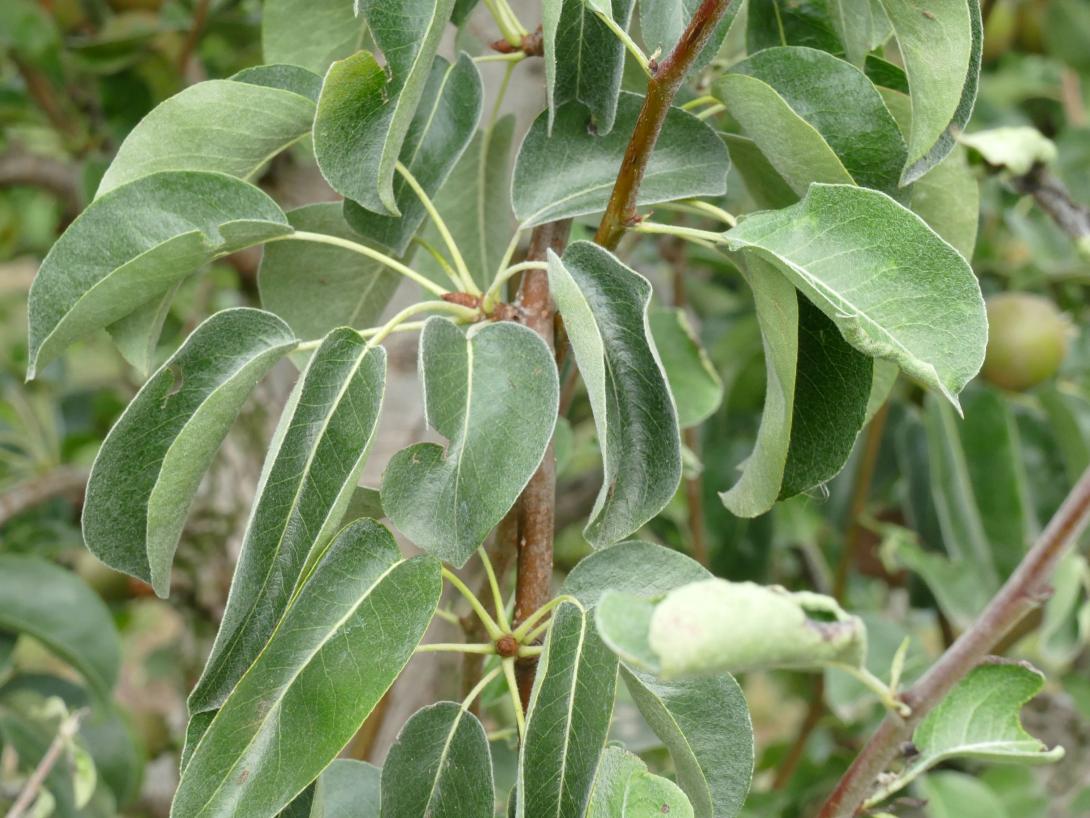 Leipziger Rettichbirne