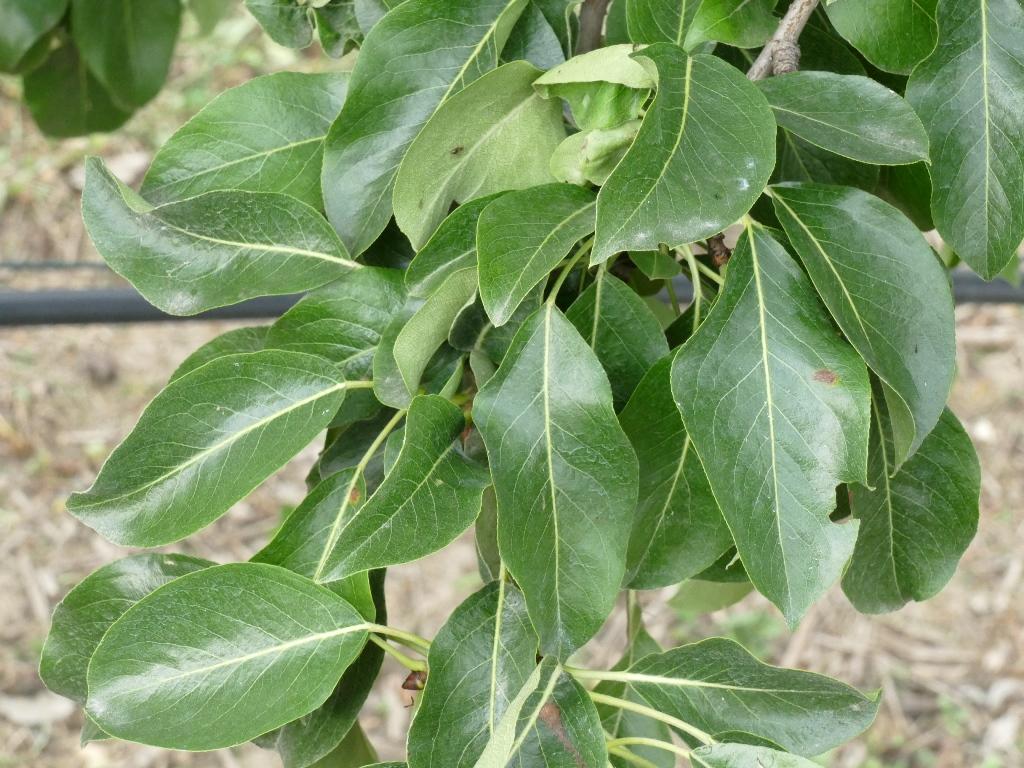 Deutsche Nationalbergamotte