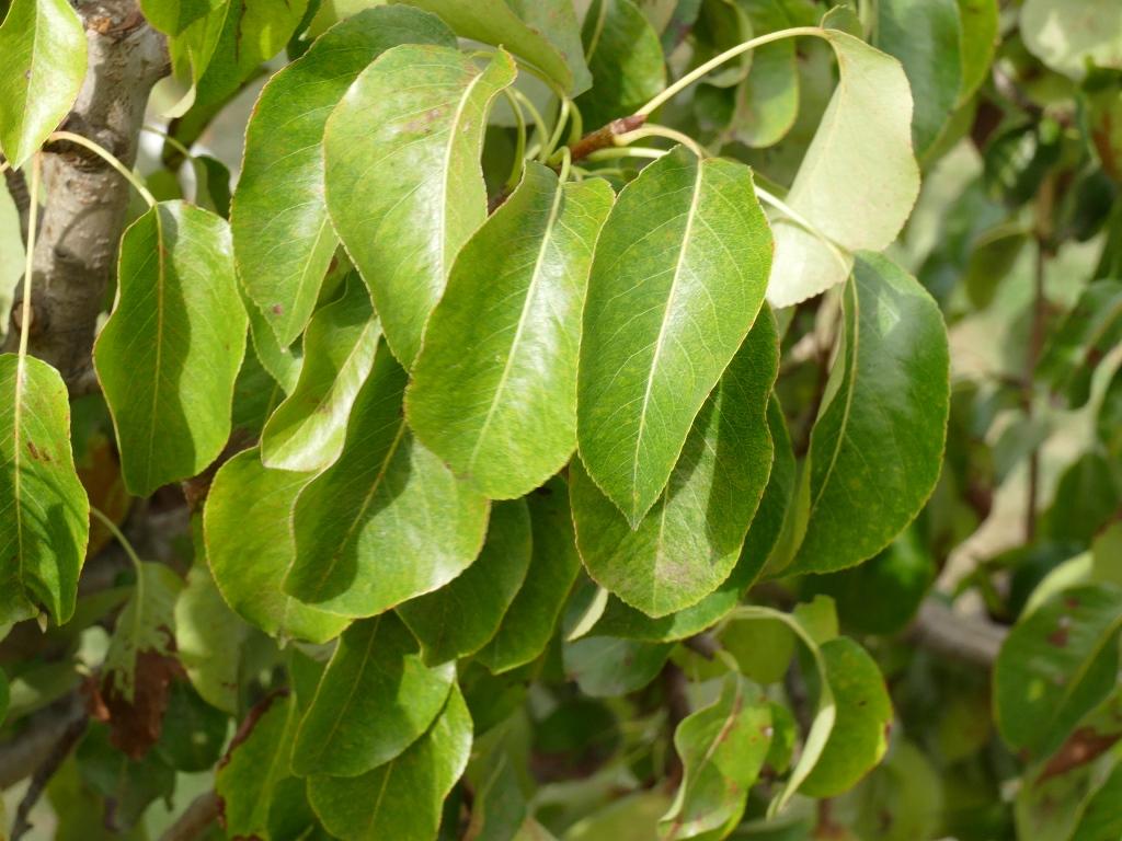 Vereinsdechantsbirne