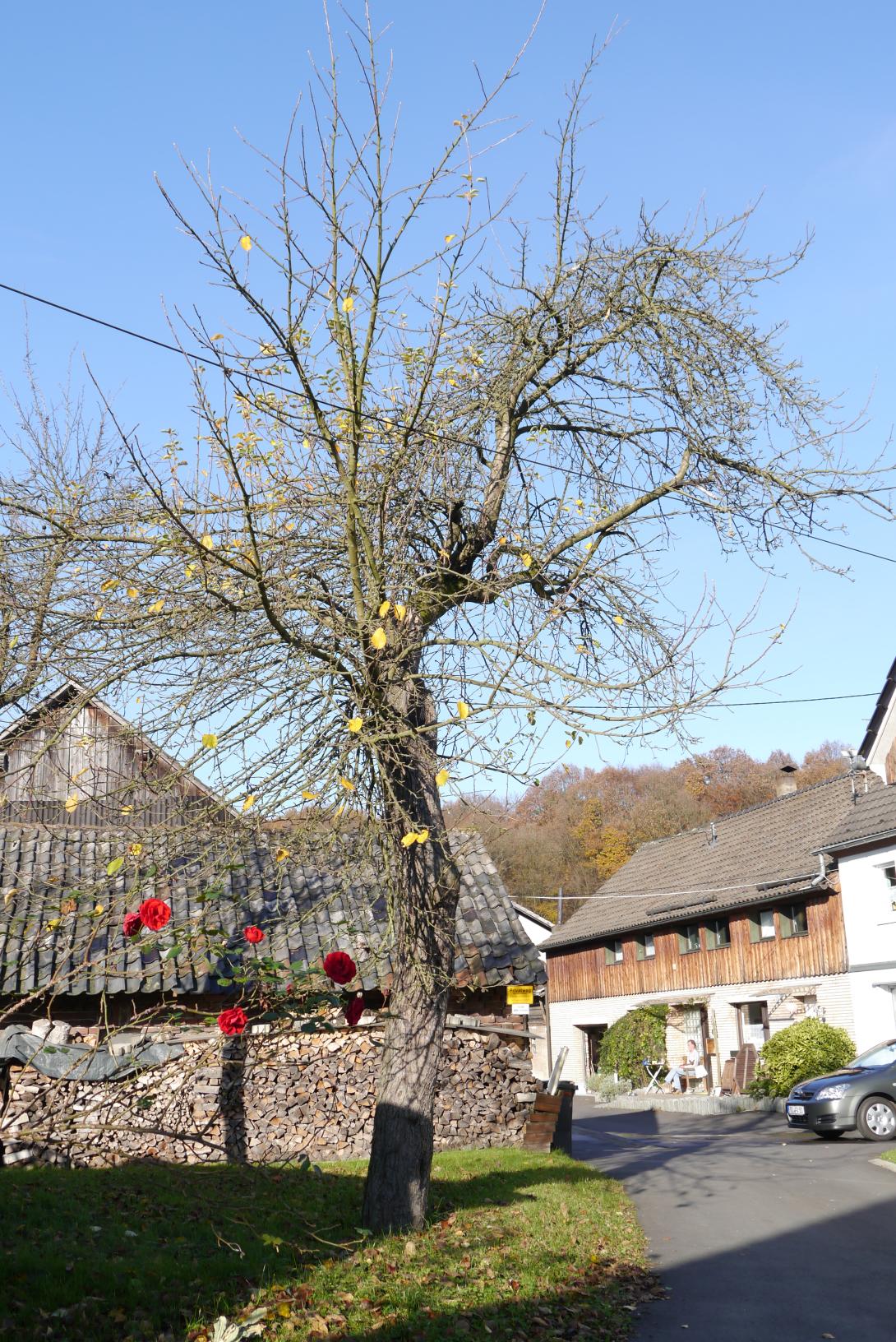 über 100 Jahre alter Bergischer Herrenapfel