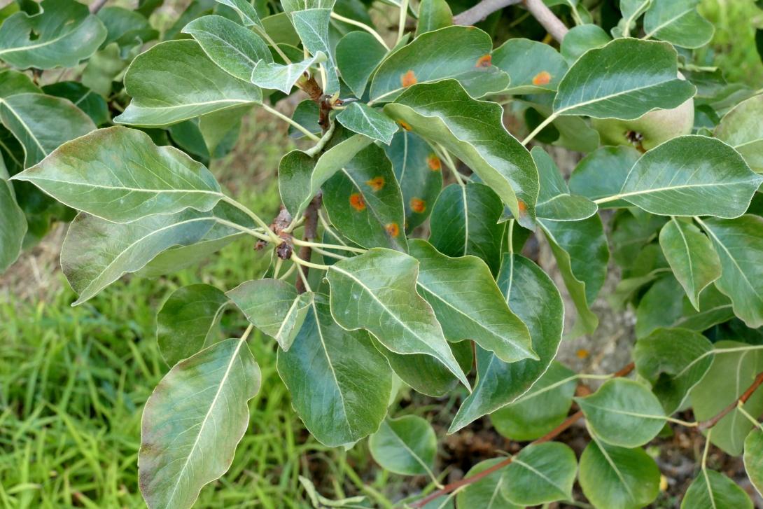 Grosser Französischer Katzenkopf