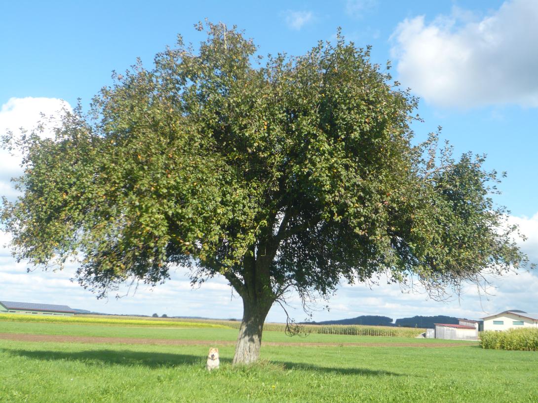 Pfaffenhofer Schmelzling