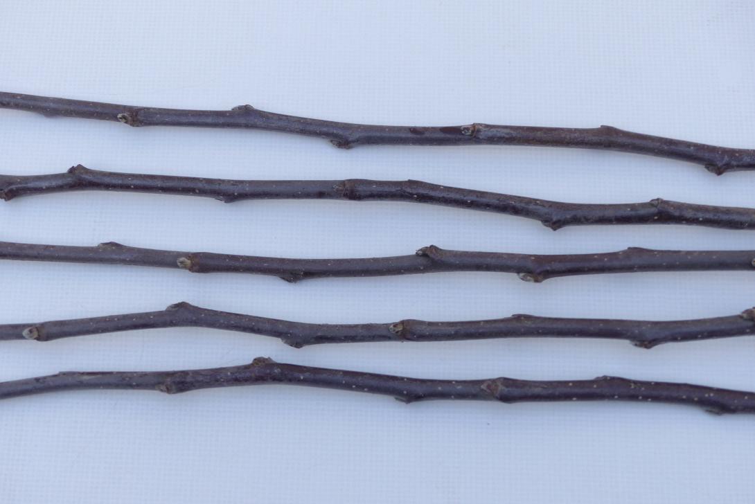 Friedberger Bohnapfel Triebe