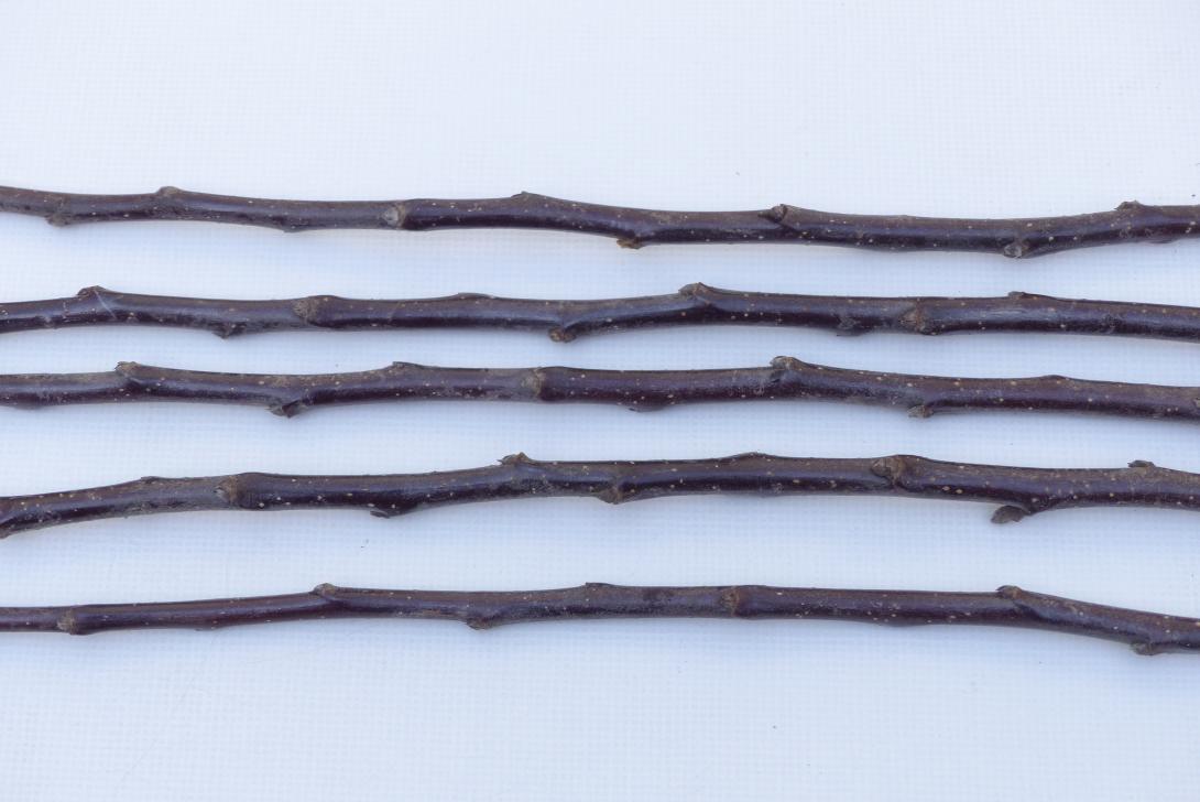 Großwallstädter Rosenapfel Triebe