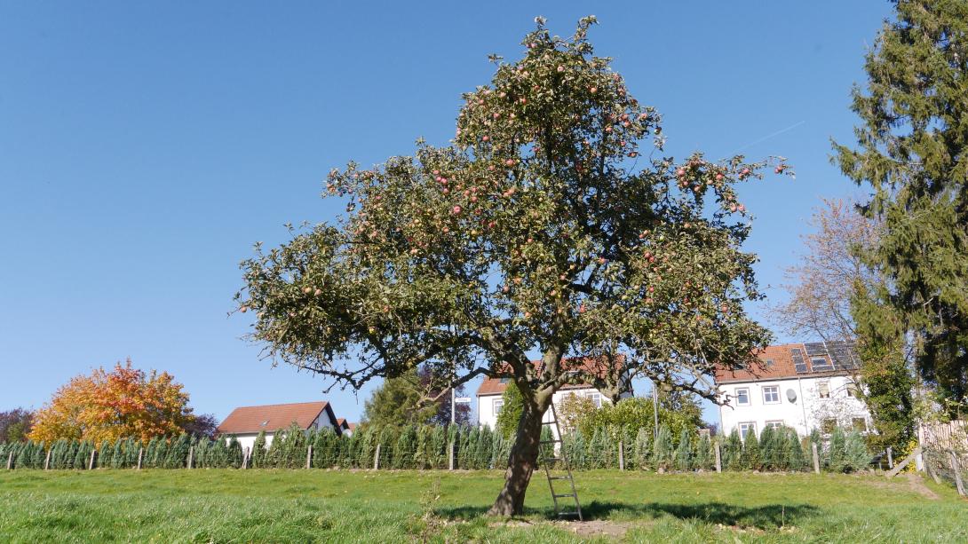 Ontario Baum