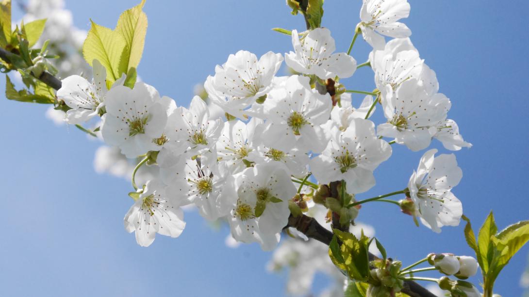 Blüte 'Coburger Maiherz'-Typ Sahlis-Kohren