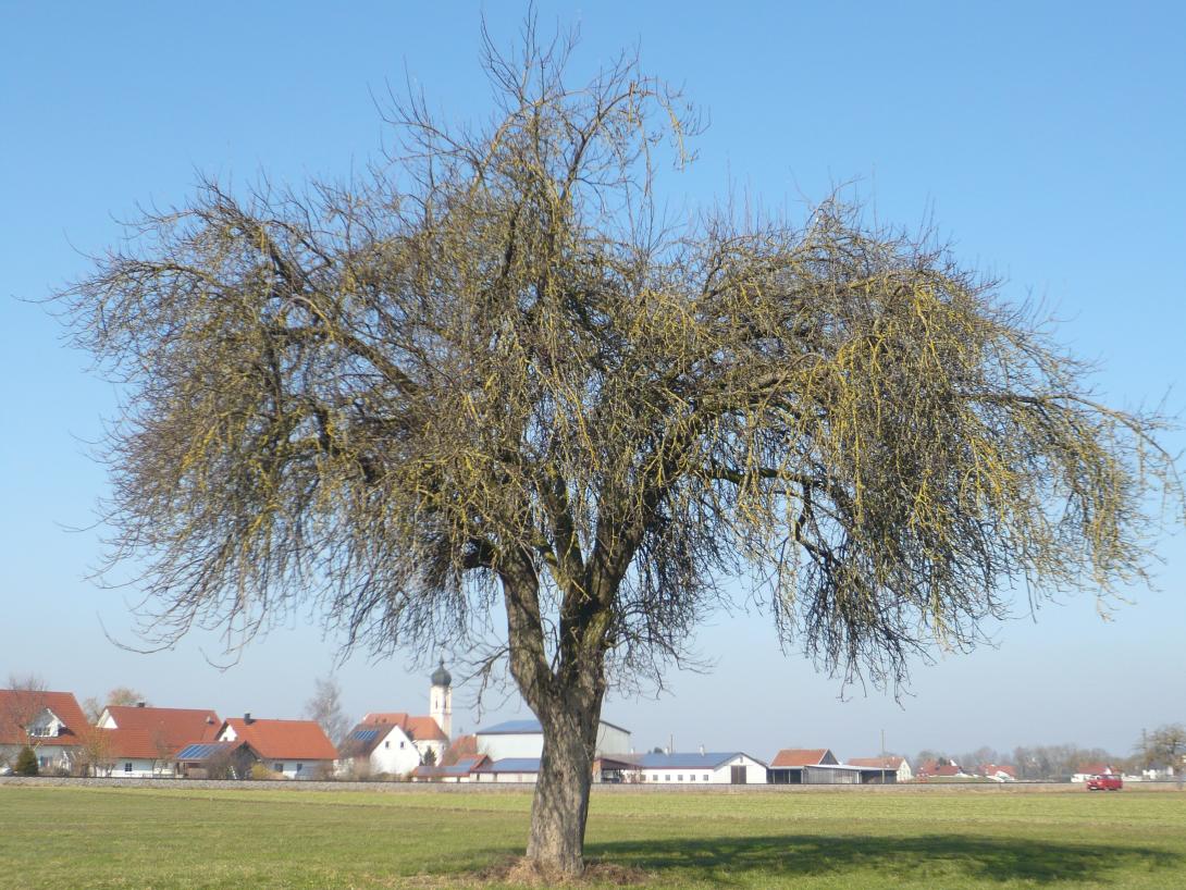 Pfaffenhofer Schmelzling