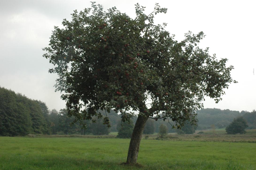 Roter Münsterländer Borsdorfer (Baum)