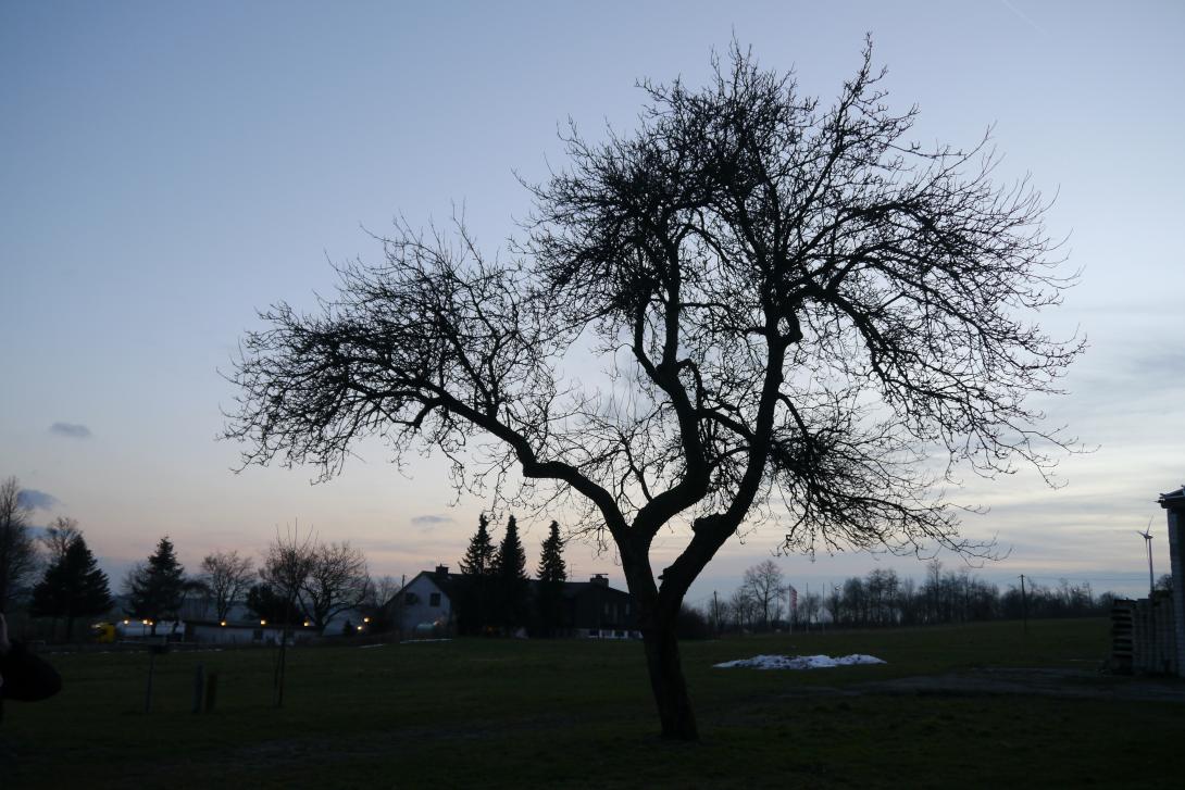Schöner aus Buke (Foto Stefan Rüther)