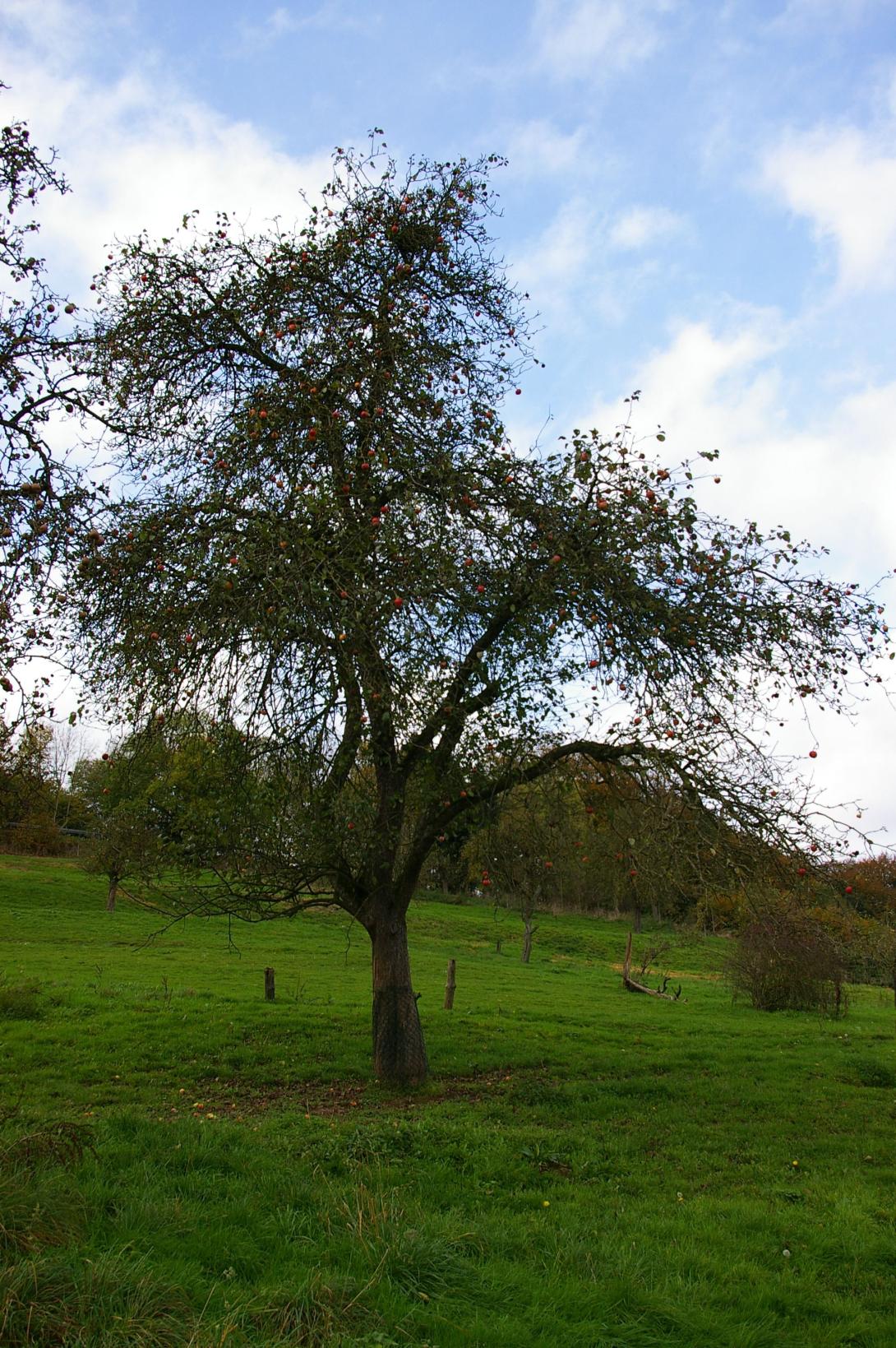 Schöner aus Oesdorf (Foto Claudia Schluckebier)