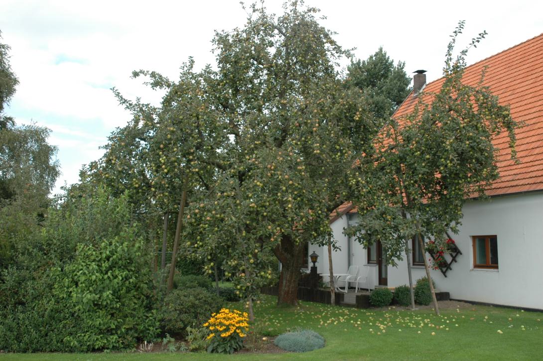 Schöner aus Wiedenbrück (Baum)